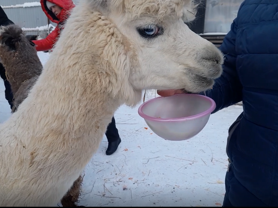 Кормление альпака капустой, морковкой на оленьей ферме "Гринфилд парк" .