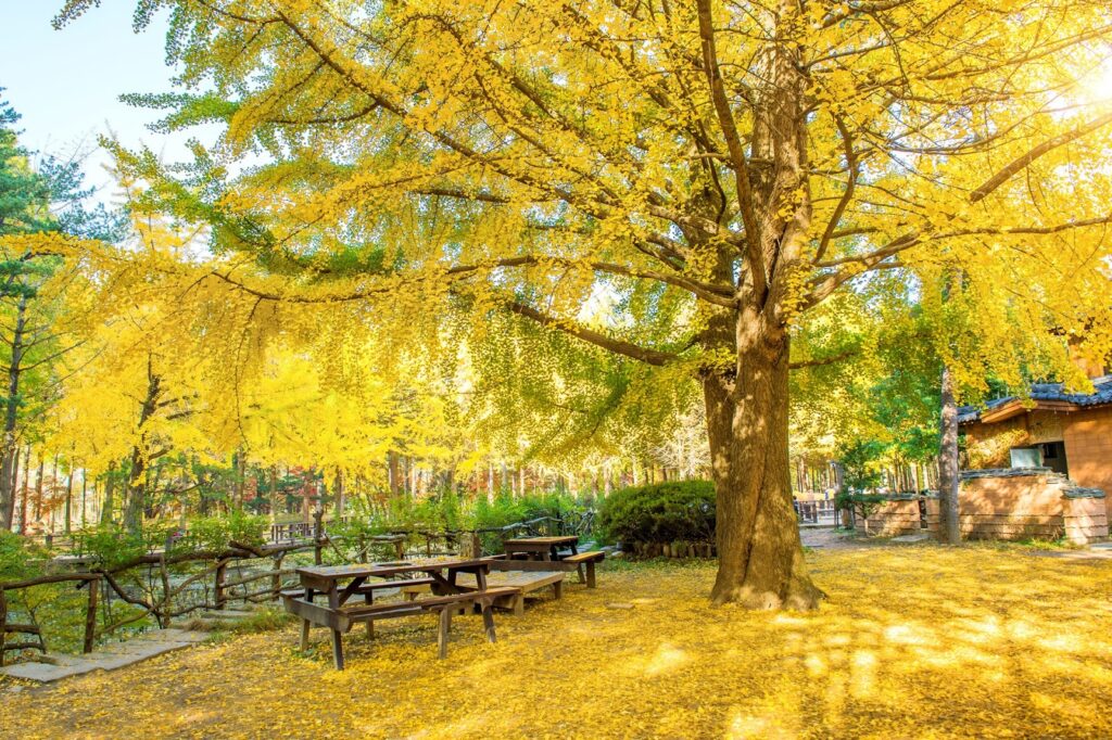 Гинкго/Ginkgo biloba