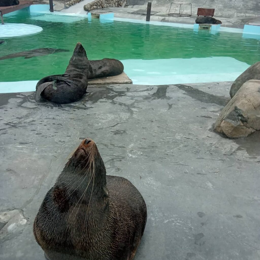Морские котики