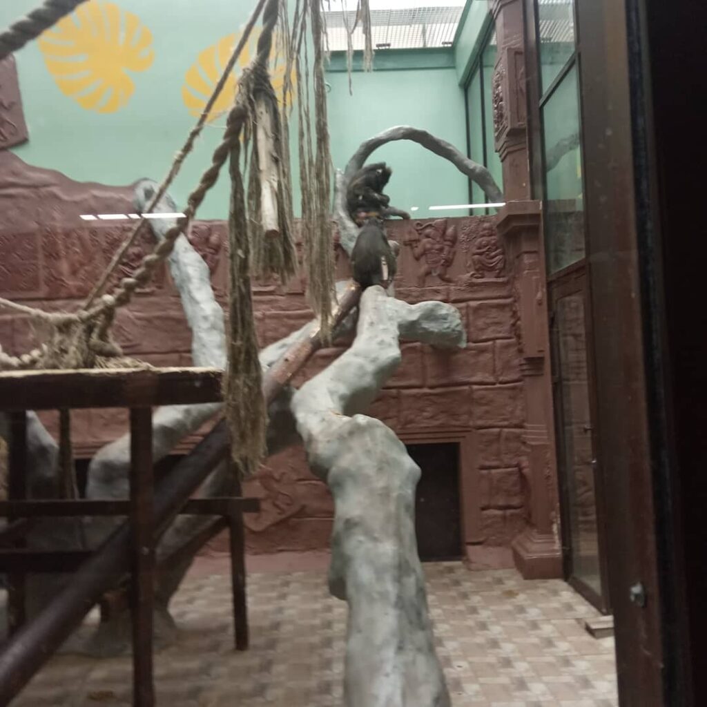 Павильон «Страна обезьян»