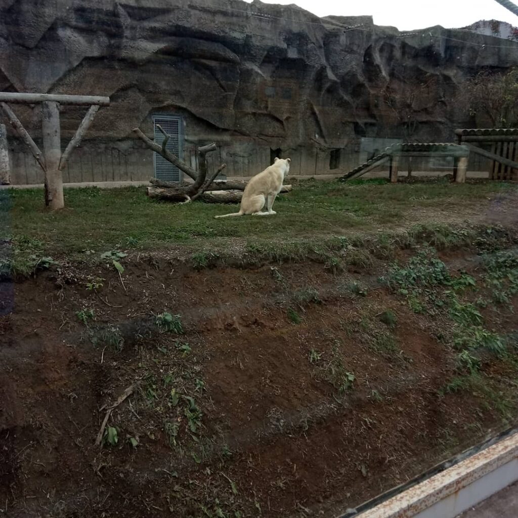 Хищники