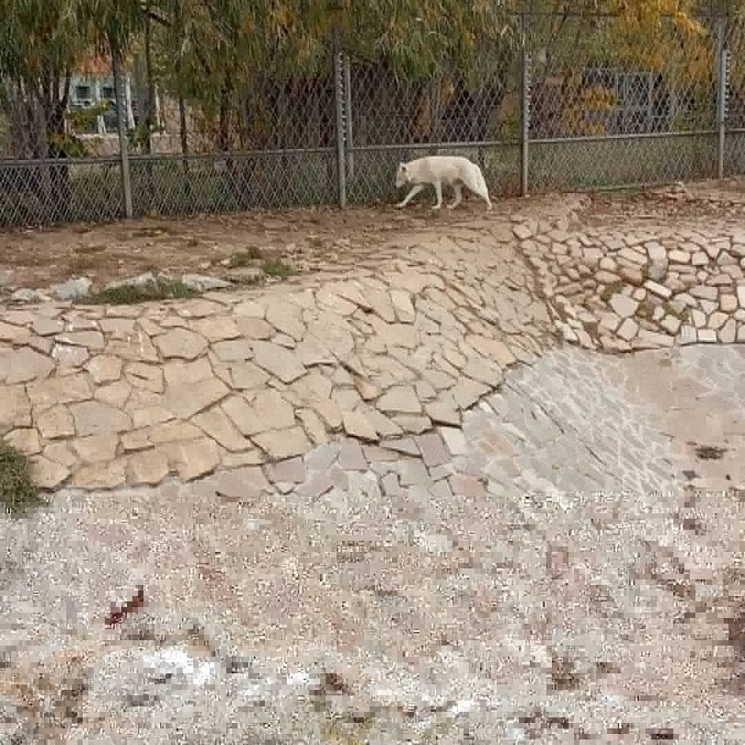Хищники