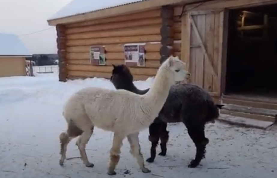 Альпака 