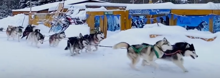 Сибирский хаски