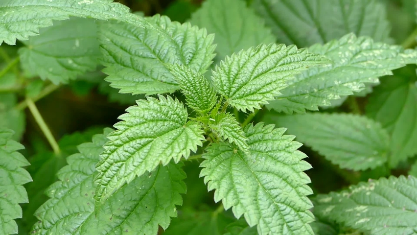 Крапива двудомная (Urtica dioica)