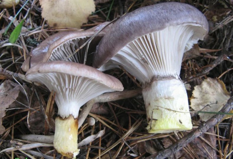 Мокруха еловая
Gomphidius glutinosus
