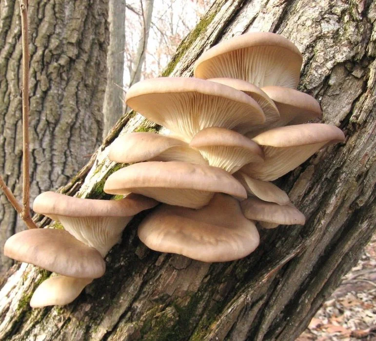 Вешенка обыкновенная
Pleurotus ostreatus