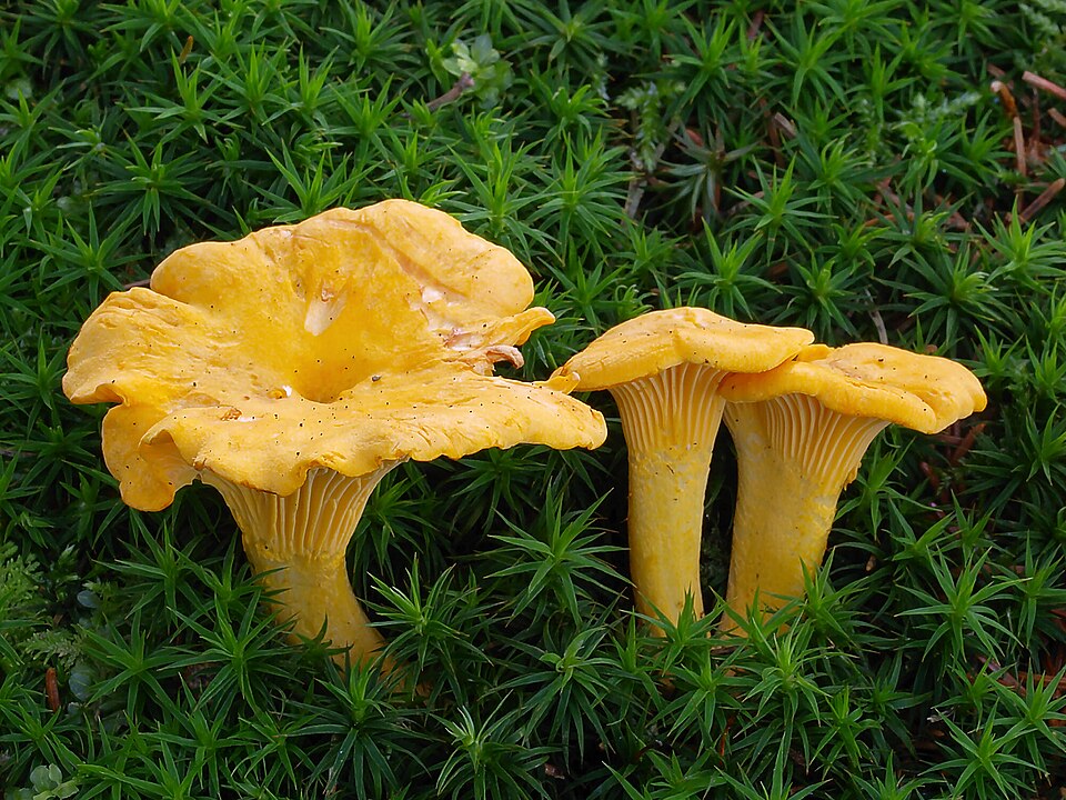 Лисичка настоящая
Cantharellus cibarius