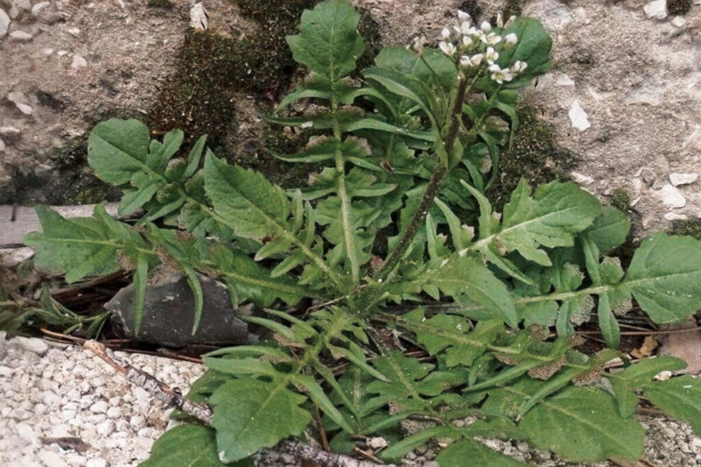 Пастушья сумка (Capsella bursa-pastoris)
