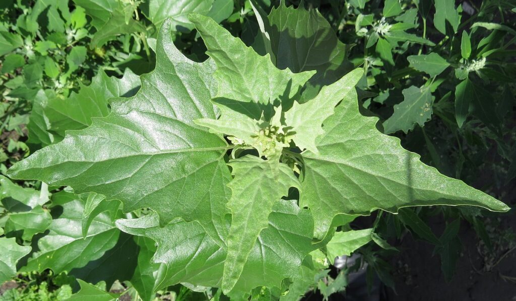Лебеда садовая (Atriplex hortensis)