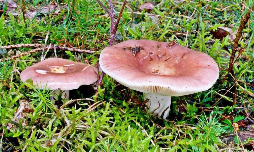 Сыроежка пищевая
Russula vesca