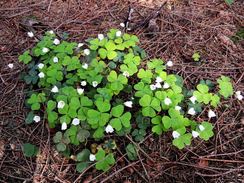 Кислица обыкновенная (Oxalis acetosella)