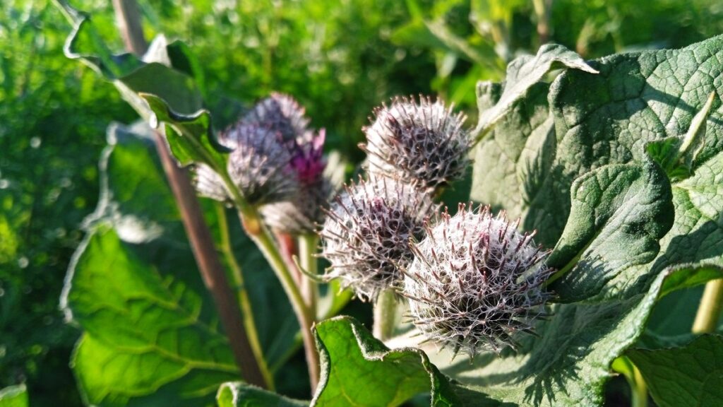 Лопух большой (Arctium lappa)