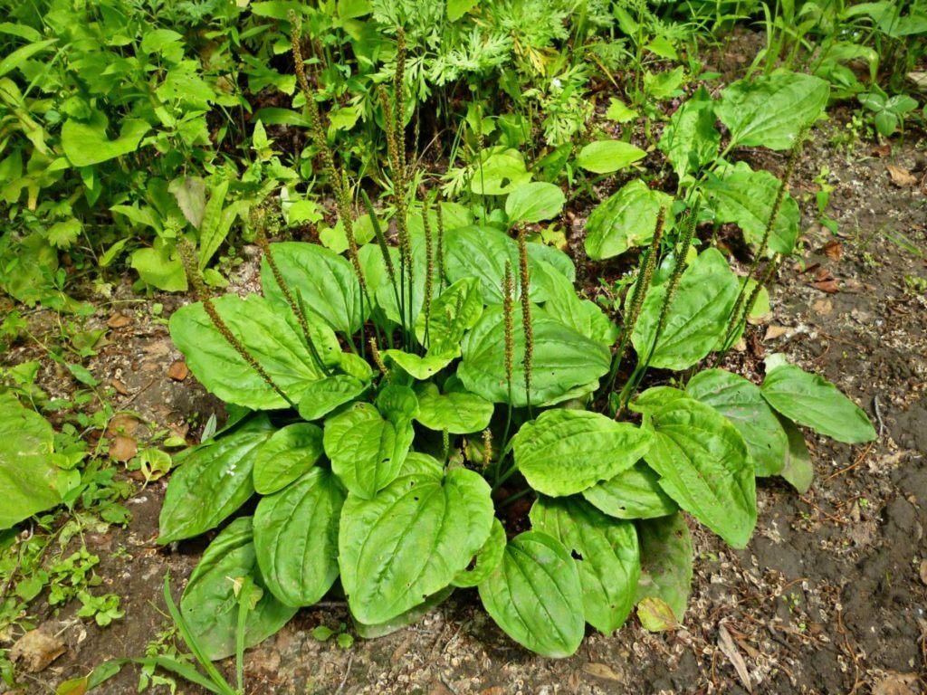 Подорожник большой (Plantago major)