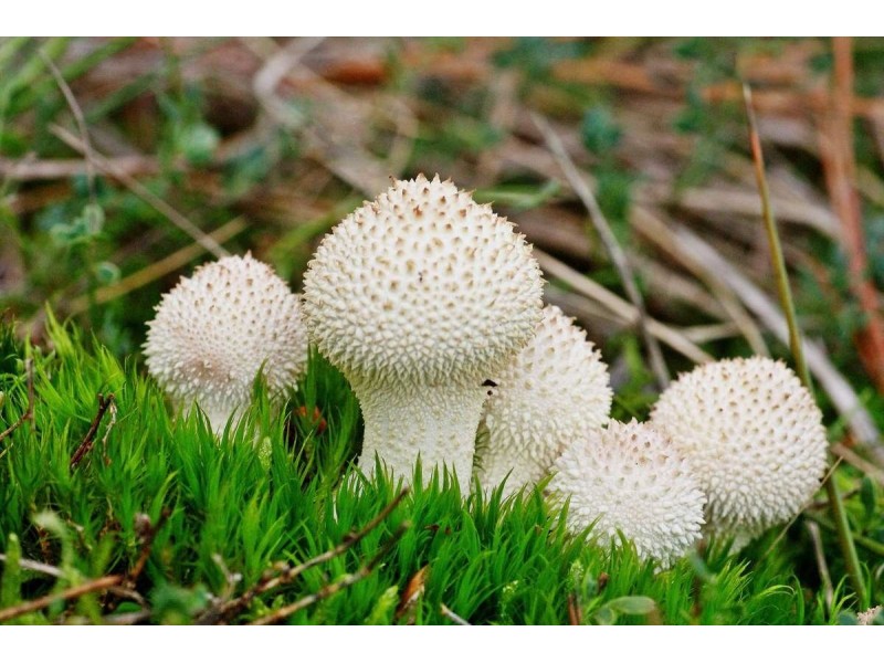 Дождевик шиповатый
Lycoperdon perlatum