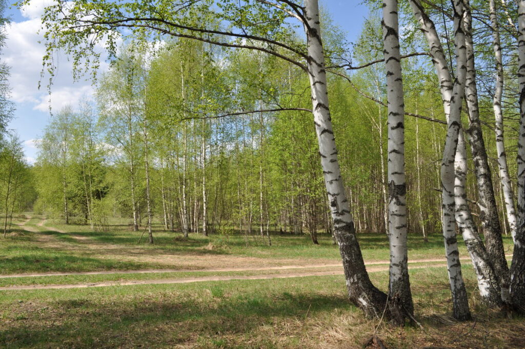 Белая берёза весной, сбор берёзового сока, берёзовые веники в бане