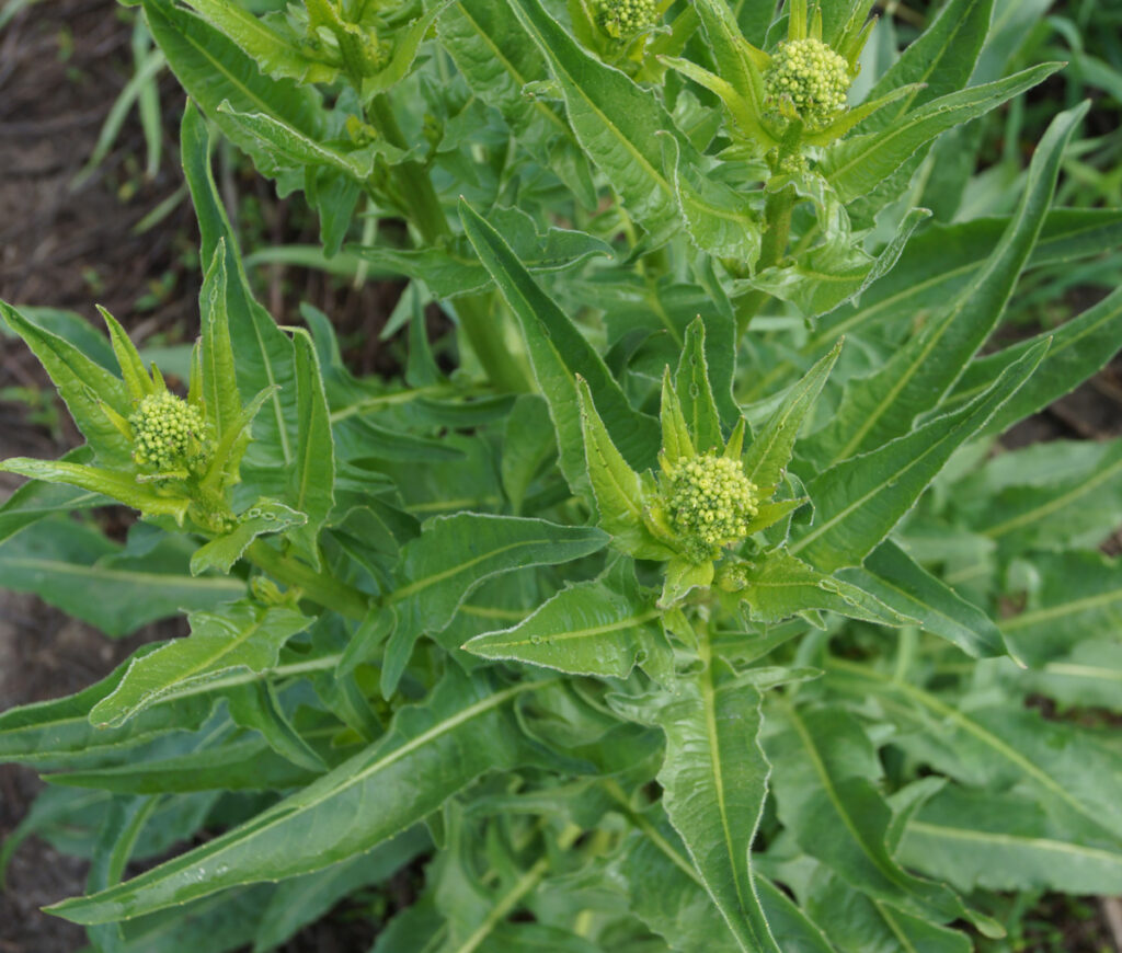 Дикая редька (Raphanus raphanistrum) — королева горчинки