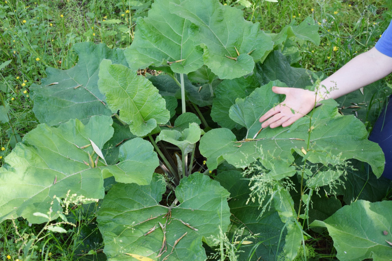 Лопух большой (Arctium lappa)