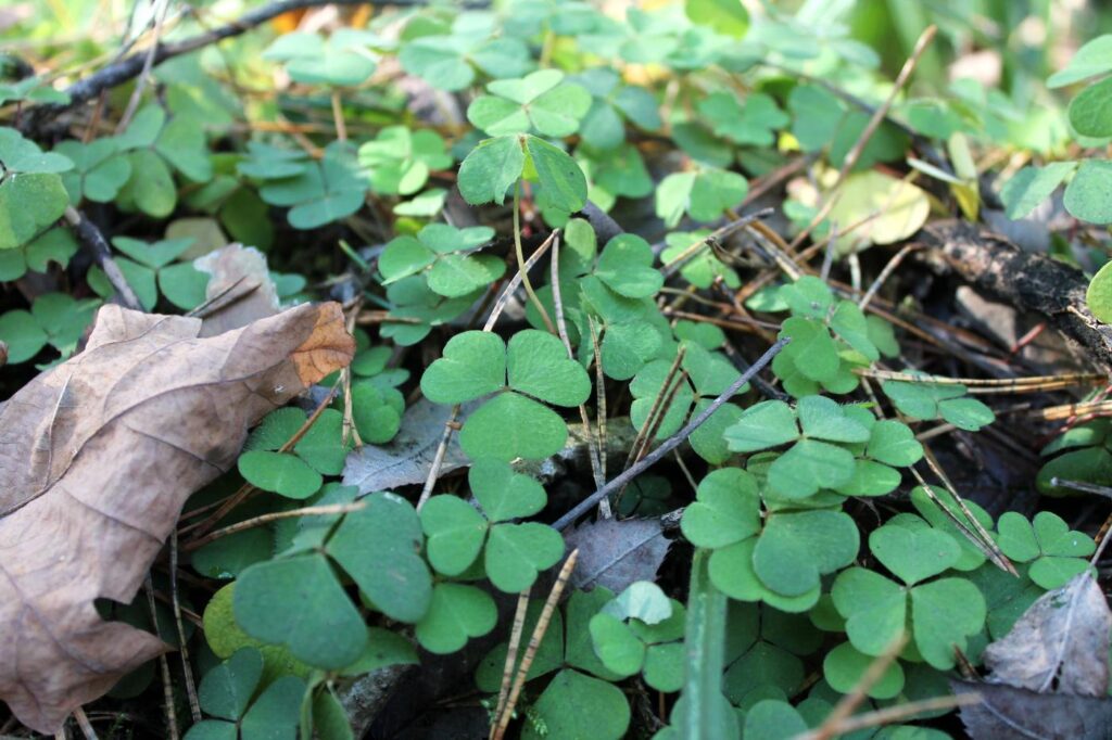 Кислица обыкновенная (Oxalis acetosella)