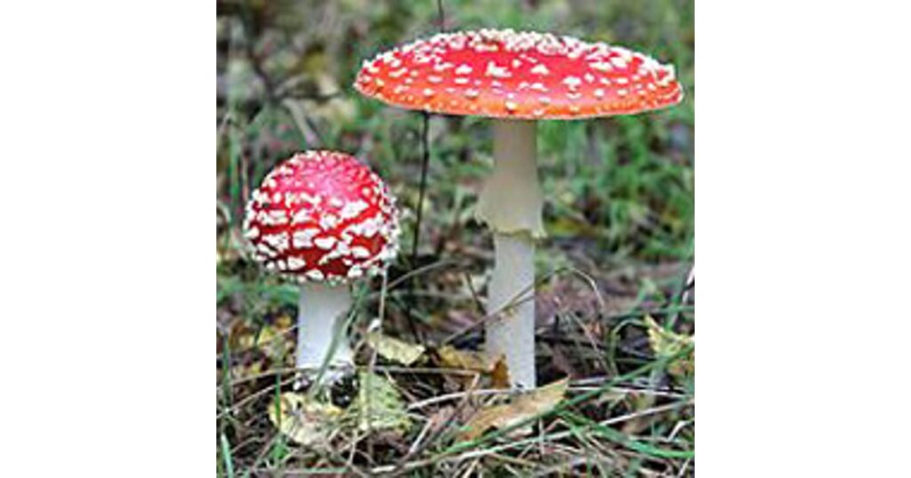 Мухомор красный
Amanita muscaria