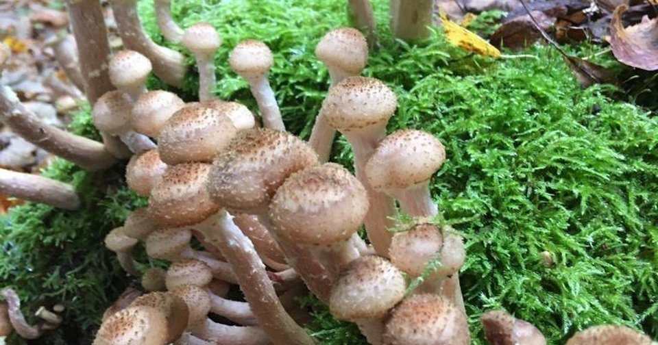 Опёнок осенний
Armillaria mellea