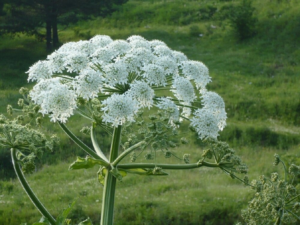 Весенние дикоросы