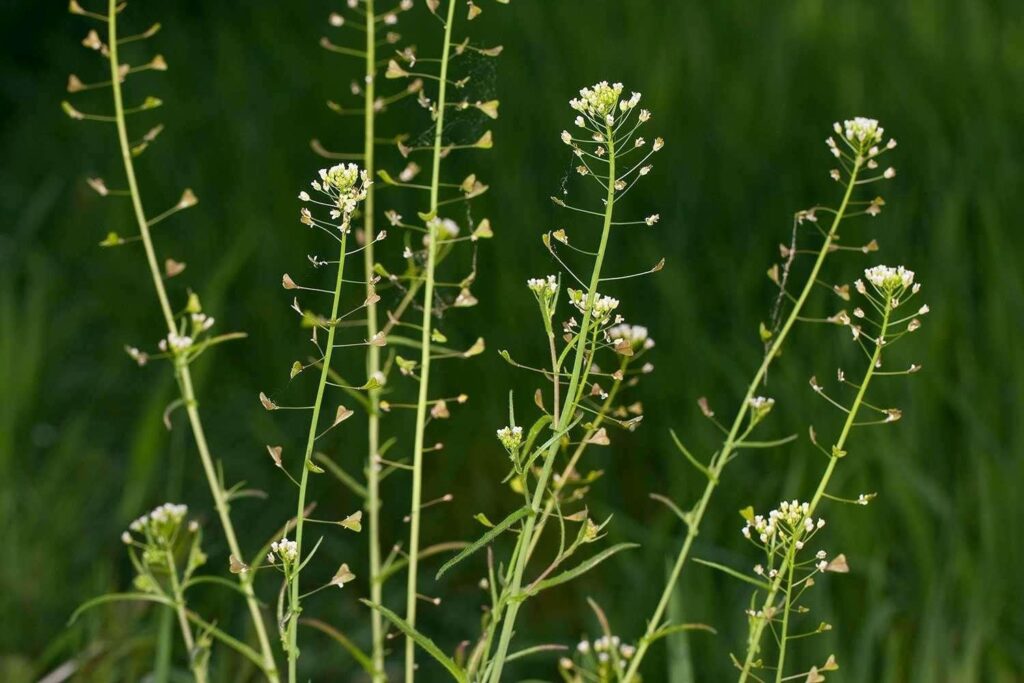 Пастушья сумка (Capsella bursa-pastoris)