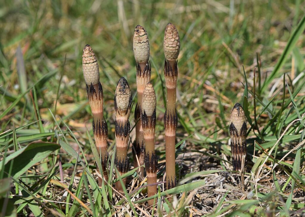 Хвощ полевой (Equisetum arvense) — весенние «пестики»