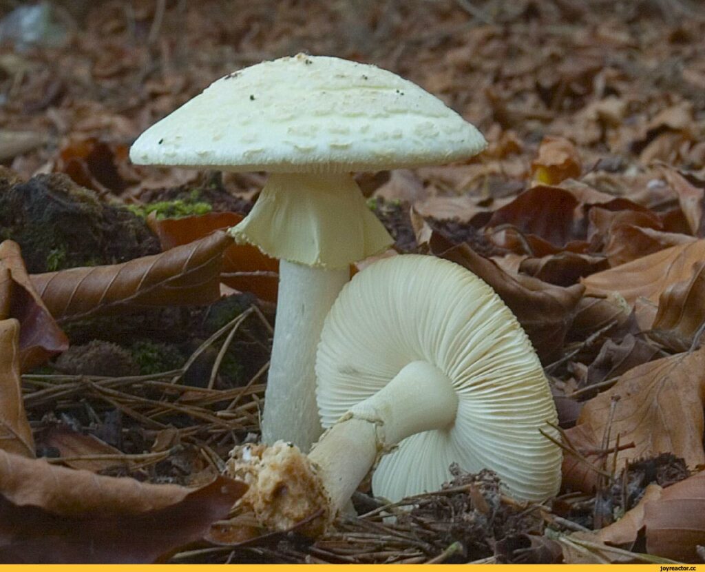 Бледная поганка
Amanita phalloides