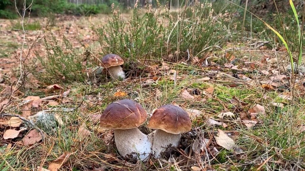 Белый гриб
Boletus edulis