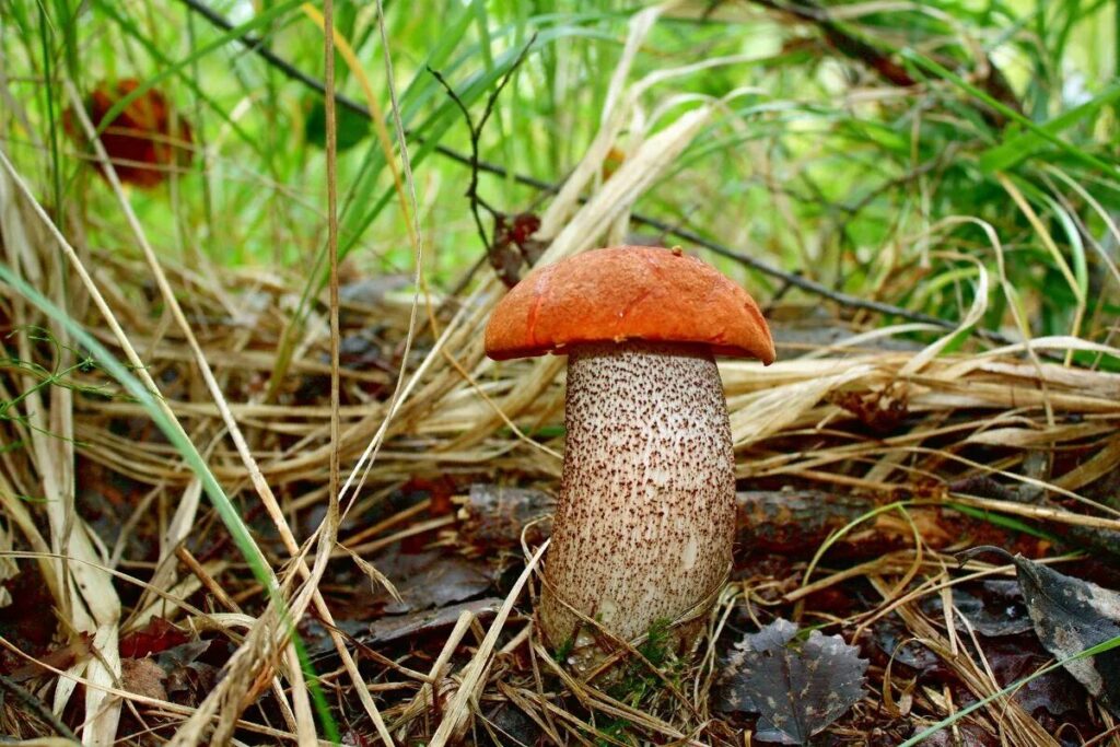 Подосиновик
Leccinum aurantiacum