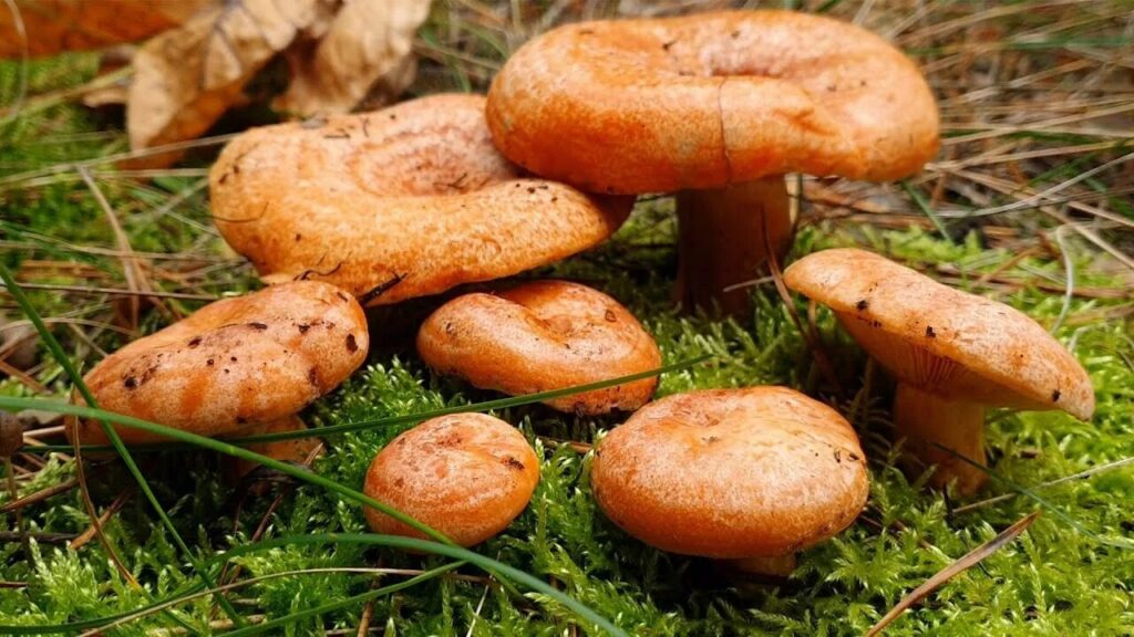 Рыжик
Lactarius deliciosus