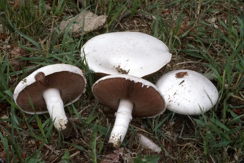 Шампиньон луговой
Agaricus campestris