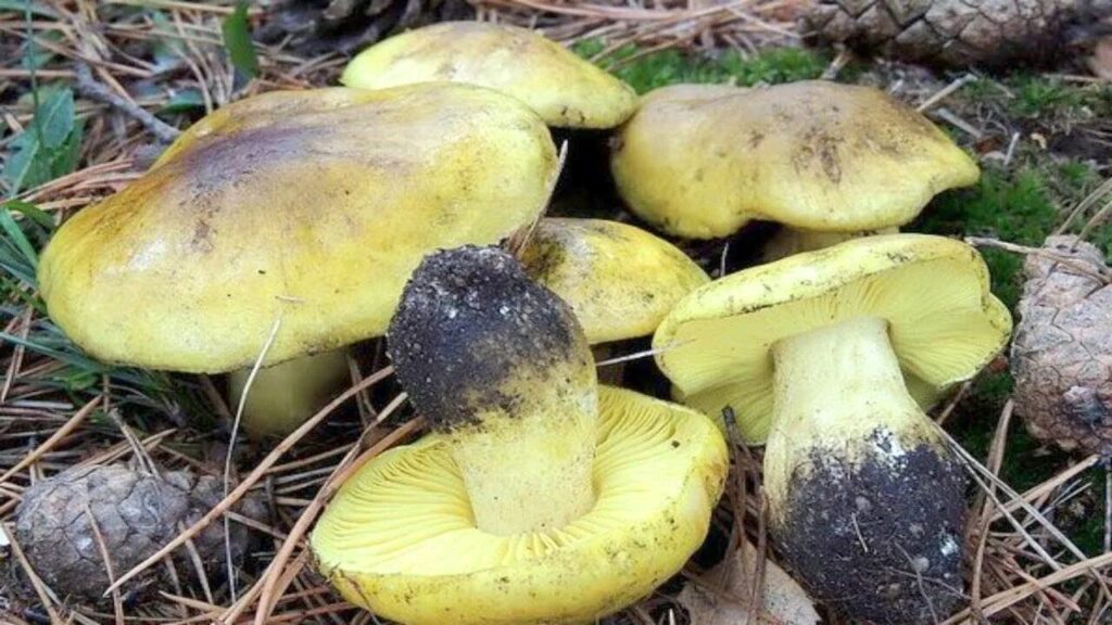 Зеленушка
Tricholoma equestre