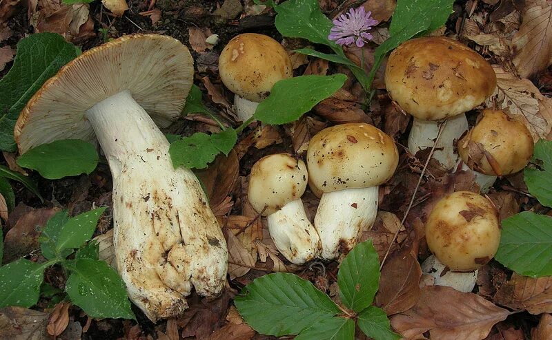 Валуй
Russula foetens