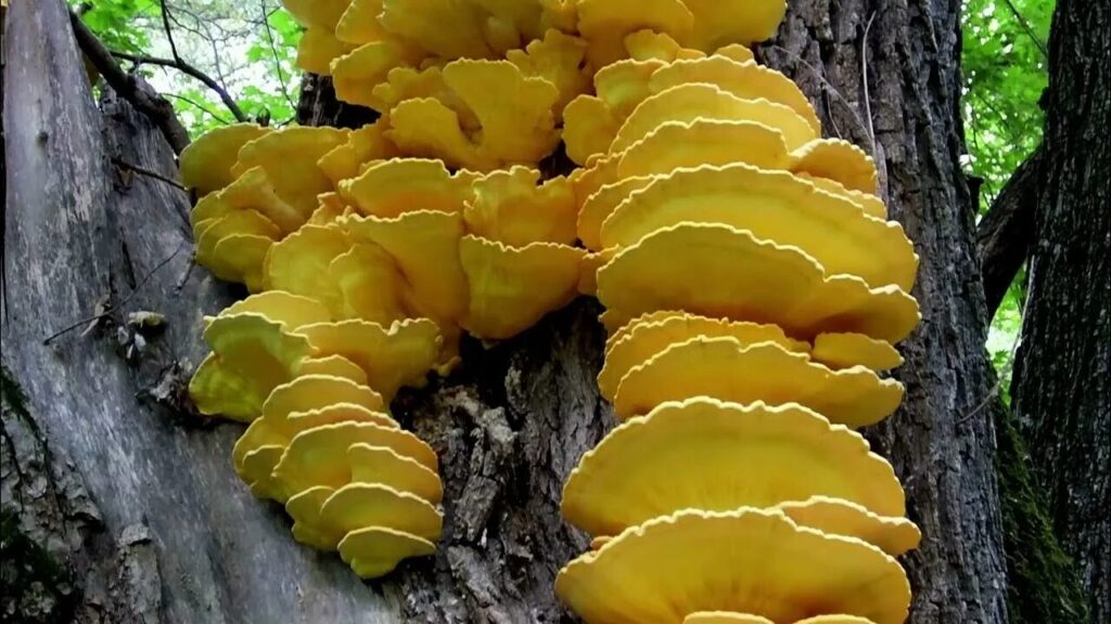 Трутовик серно-жёлтый
Laetiporus sulphureus