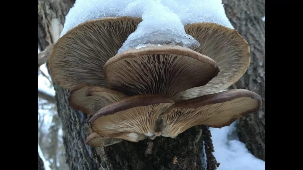 Вешенка обыкновенная
Pleurotus ostreatus