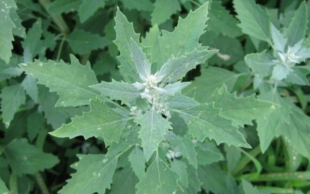 Лебеда садовая (Atriplex hortensis)