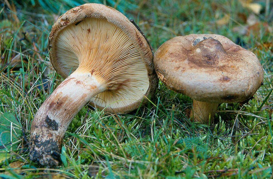Свинушка тонкая
Paxillus involutus