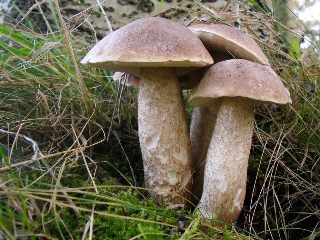 Подберёзовик
Leccinum scabrum