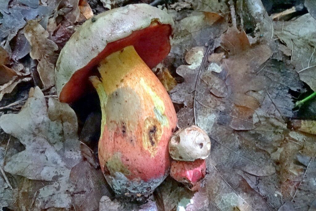 Сатанинский гриб
Boletus satanas