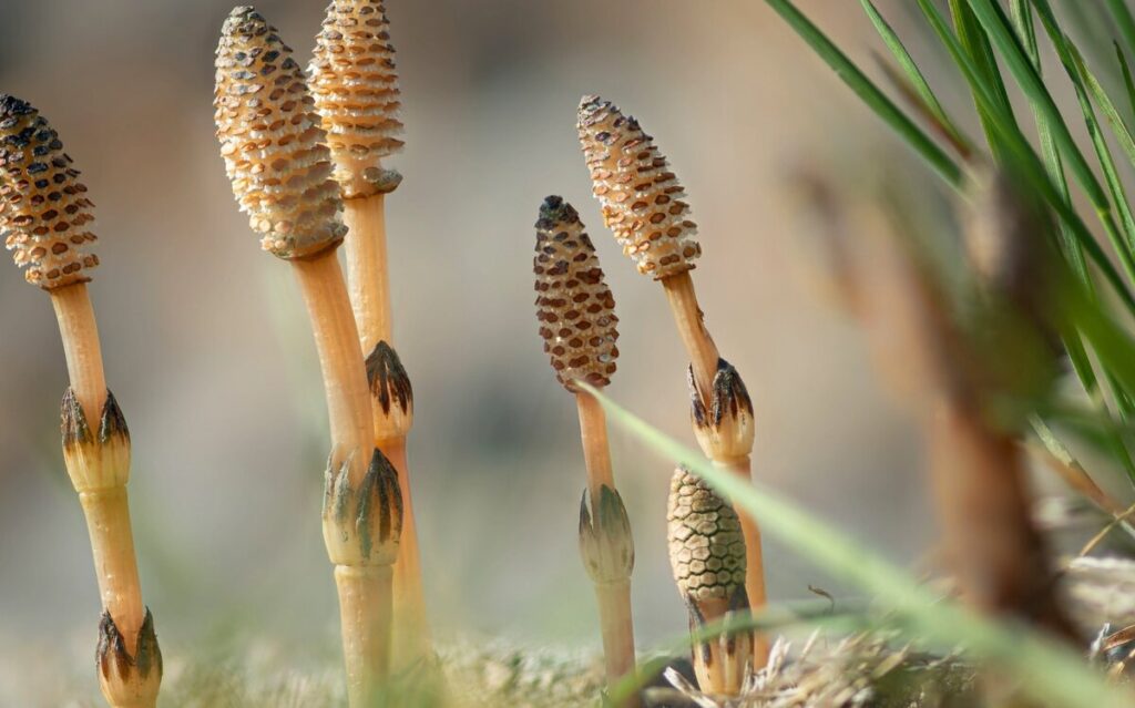 Хвощ полевой (Equisetum arvense) — весенние «пестики»