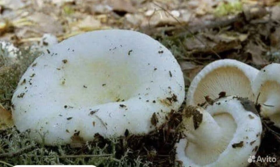 Груздь настоящий
Lactarius resimus