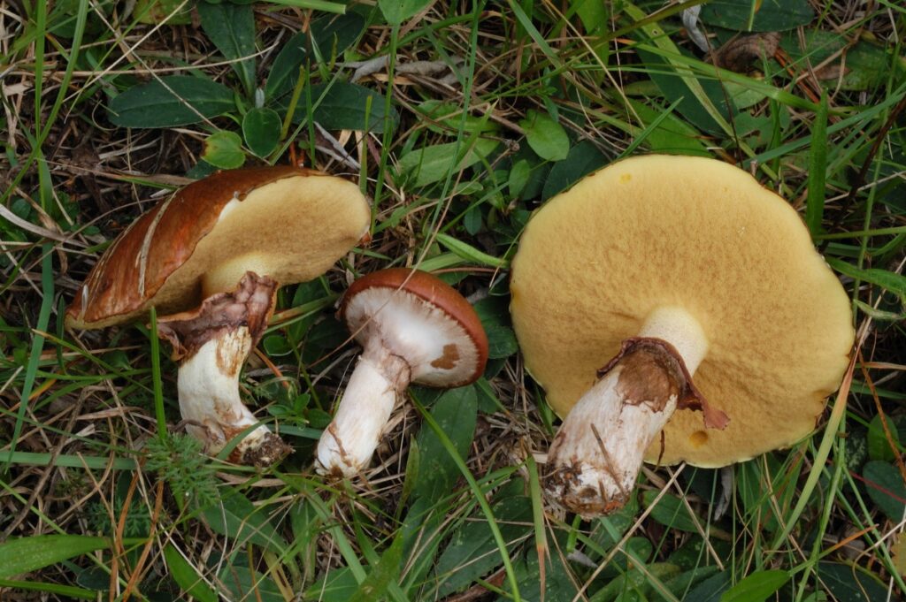Маслёнок поздний
Suillus luteus