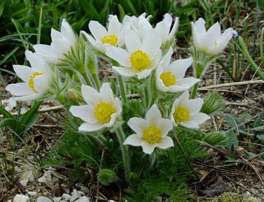 Сон-трава (прострел раскрытый, Pulsatilla patens) — дрема весны