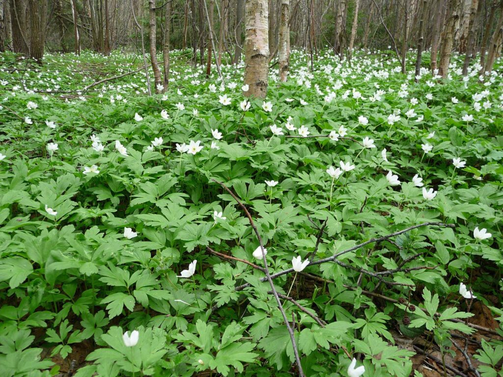 Ветреница (анемона, Anemone ranunculoides) — «дочь ветров»