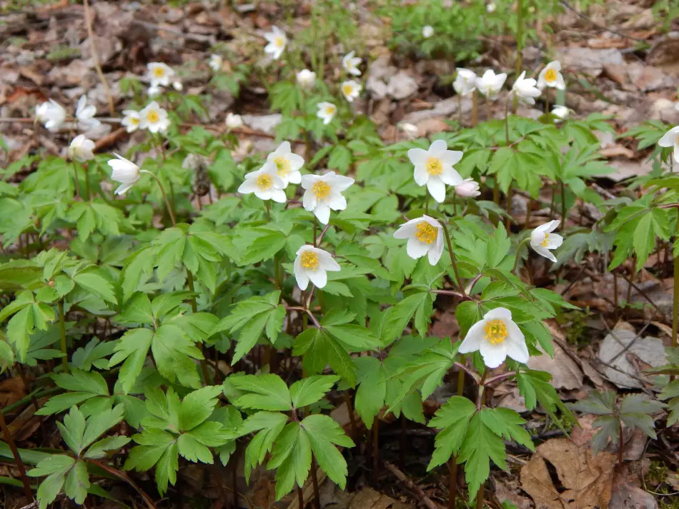Ветреница (анемона, Anemone ranunculoides) — «дочь ветров»