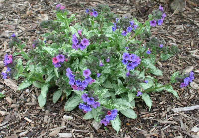 Медуница (Pulmonaria)