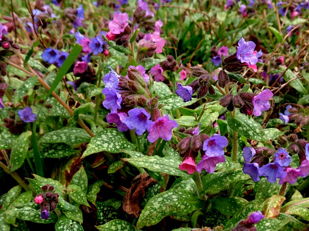 Медуница (Pulmonaria)