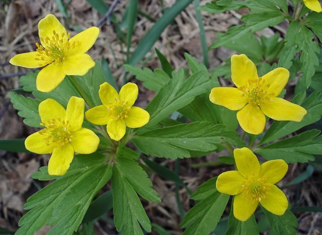 Ветреница (анемона, Anemone ranunculoides) — «дочь ветров»